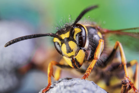 Wespenalarm - Warum gibt es diesen Sommer besonders viele davon?